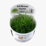 Eleocharis acicularis 'Mini'